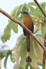 Amazonian Motmot